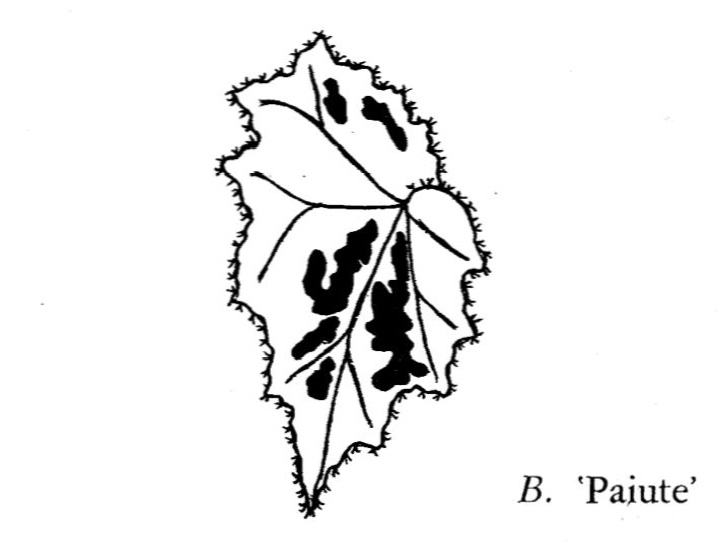 B. ‘Paiute’